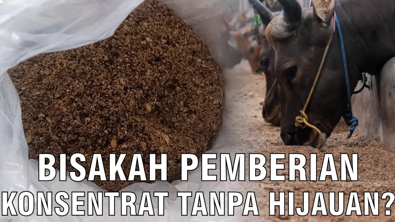 
                                 Pemberian-Konsentrat-Tanpa-Hijauan